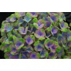 Саженец гортензии крупнолистной Меджикал Аметист Блю (Magical Amethyst blue): фото и описание