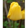 Луковица тюльпана Голден парад (Golden Parade): фото и описание