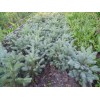 Саженец Ели Голубая Глаука (Glauca) 20-40 см: фото и описание