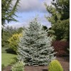 Саженец Ели Голубая Кейбаб  (Kaibab) от 150 см: фото и описание