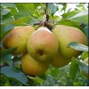 Саженец Груши Добрянка (Сентябрина): фото и описание