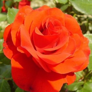 Комплект 3 саженца Штамбовая Роза Ремембрэнс