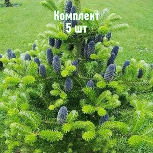 Комплект 5шт / Ель Корейская 100-150 см