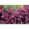 Саженцы гейхеры мелкоцветковой Аметист Мист (Amethyst Myst) -  5 шт.: фото и описание