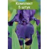 Саженцы ириса Найт Оул (Night Owl) -  5 шт.: фото и описание