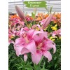 Луковицы лилии PINK BRUSH (Розовая кисть ) ЛА-гибрид -  5 шт.: фото и описание