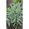 Саженец Очиток отогнутый Блю Спрус (Blue Spruce)  -  5 шт.: фото и описание