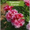 Саженцы пиона древовидный Шима Нишики (Shimanishiki) -  5 шт.: фото и описание
