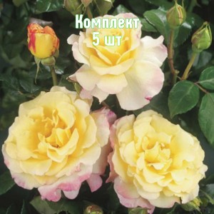 Комплект 5шт / Роза Акварель (чайно-гибридная)