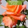 Саженцы чайно-гибридной розы Амбассадор (Ambassador) -  5 шт.: фото и описание