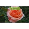 Саженцы чайно-гибридной розы Сусанна (Susanna) -  5 шт.: фото и описание