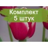 Луковицы тюльпана Фуранд (Furand) -  5 шт.: фото и описание