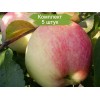 Саженцы яблони Мельба (Melba)  -  5 шт.: фото и описание